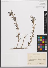 Foto von Salix L.
